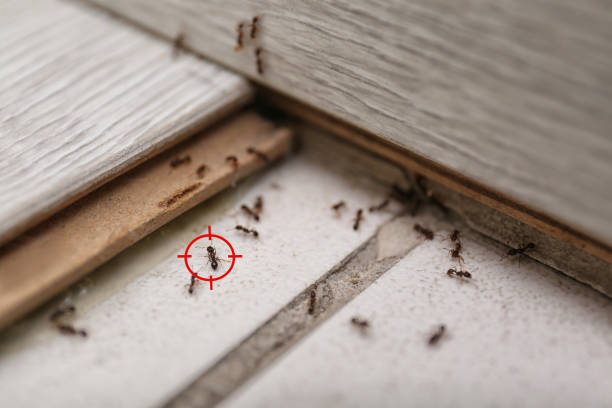Best Exterminator Services  in Smithville, TX