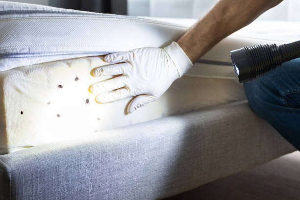 Best Ant Control Services  in Smithville, TX