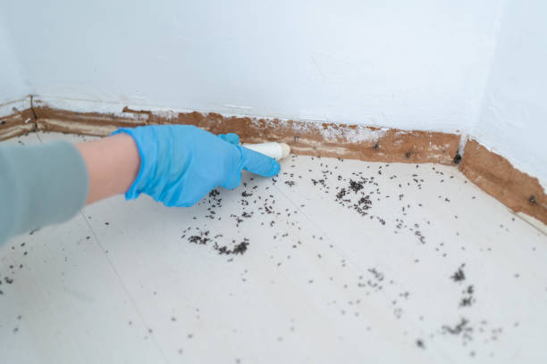 Best Insect Control  in Smithville, TX